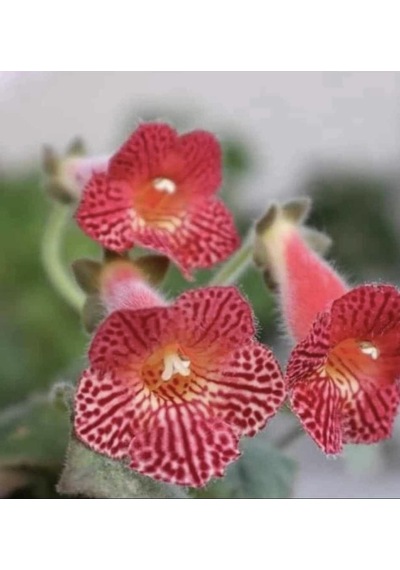 Koleksiyonluk Olla Mm's 0119 Kohleria Japon Küpelisi Çiçeği Fidesi Mini Potta