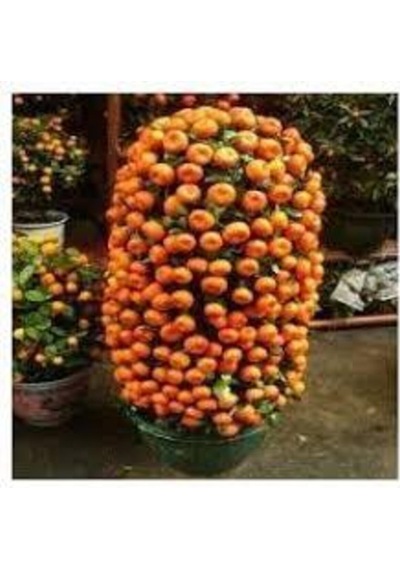 20 Adet Tohum Nadir Bodur Bonsai Mandalina Bonzai Ağacı Tohum Süpriz Hediye Bonsai Ağacı Tohum