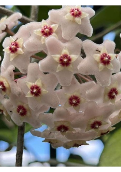 Videolu Pembe Mum Çiçeği Fidanı 1 Adet 30-60 Cm Saksılı/ Tüplü Dış Mekan Bitkisi Hoya