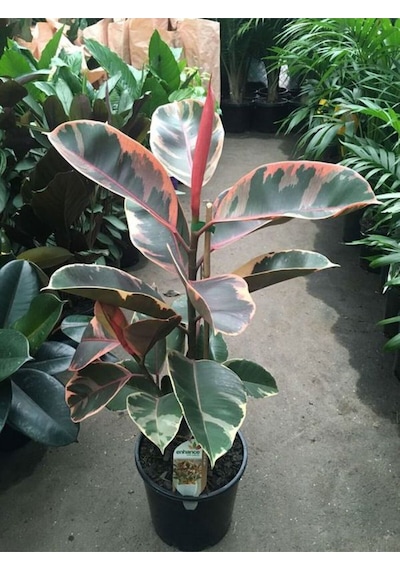 Videolu Alacalı Kauçuk 1 Adet Saksılı 60-80cm Iç Mekan Süs Bitkisi Ficus Elastica Belize