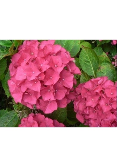 Hydrangea Macrophylla Ortanca Fidanı 10-20 Cm