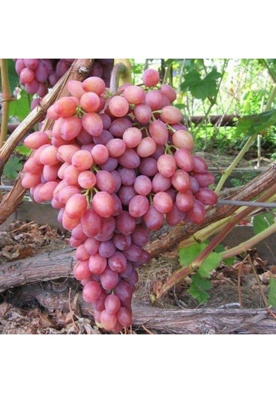 Tüplü Siirt Yüksek Aromalı Tayfi Üzüm  Fidanı