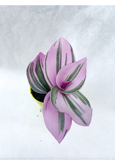 Serada Decor&plant Pembe Telgraf Çiçeği Tradescantia Nanouk 5.5 Cm Saksı