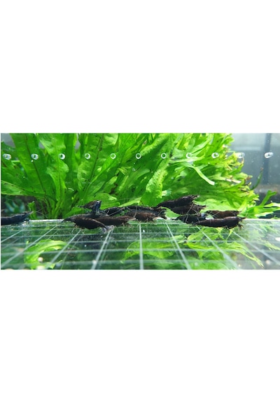 Siyah Gül Karides 5 Adet 1-1,5cm Black Rose Karides