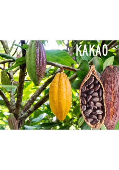 Organik Kakao Ağacı Tohumu Genel