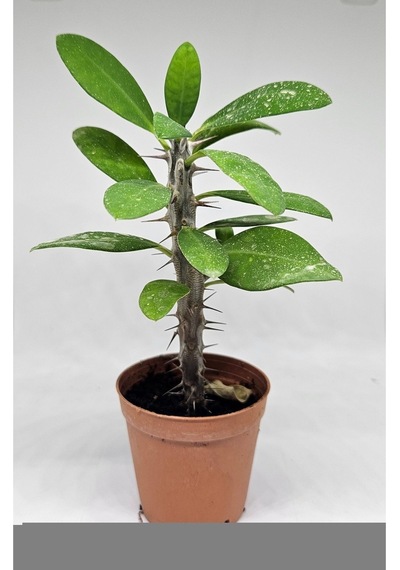 Euphorbia Milii Kırmızı Çiçek Açan Kaktüs 5,5cm Saksılı-9093147202025