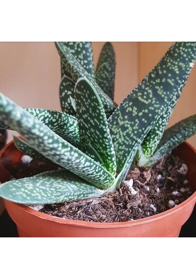 Serada Decor Plant Gasteria Pillansii Sukulent Bitki