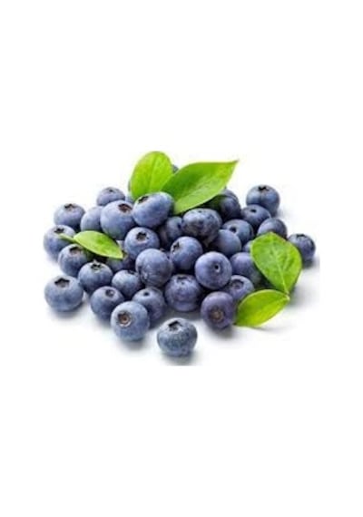 20 Adet Yaban Mersini Tohumu Blueberry Tohumu + Tohum