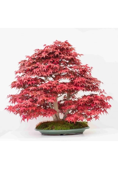 Bodur Bonsai Acer Rubrum Ağacı Tohumu Kırmızı Akçaağaç Tohumu 5 Adet Tohum