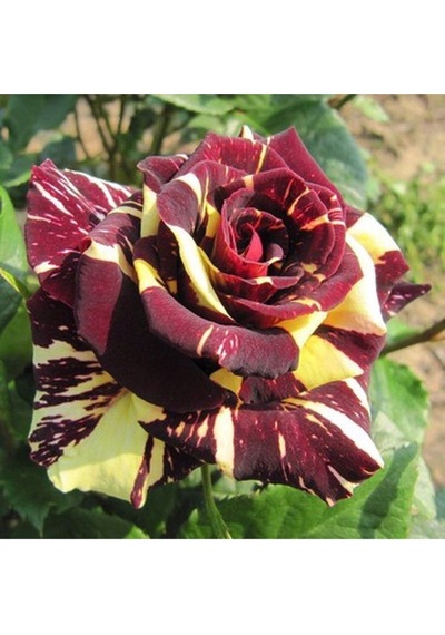 Videolu Sihirbaz Rengarenk Gül 35 45 Cm Tüplü Aşılı Gül Magician's Rose
