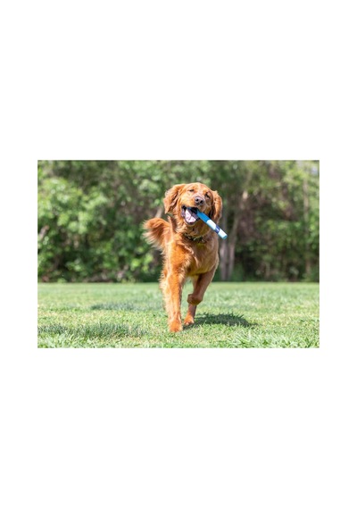 Sniff Fetch Stick Kokulu Köpek Oyuncağı Jambon Aromalı
