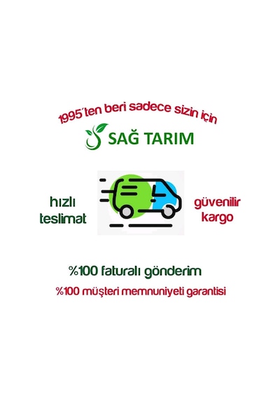 Tüplü Aşılı Okitsu Mandalina Fidanı 2 Yaş 100-120 Cm