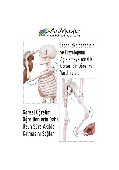 İskelet Sistemi Maketi 85 Cm 1 Adet İnsan İskelet Modeli Haraketli Eğitim İskelet Anatomisi İskelet Sistemi