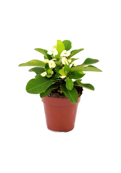 Euphorbia Milii Dikenler Tacı Çiçekli Kaktüs Ve Bitki Besini