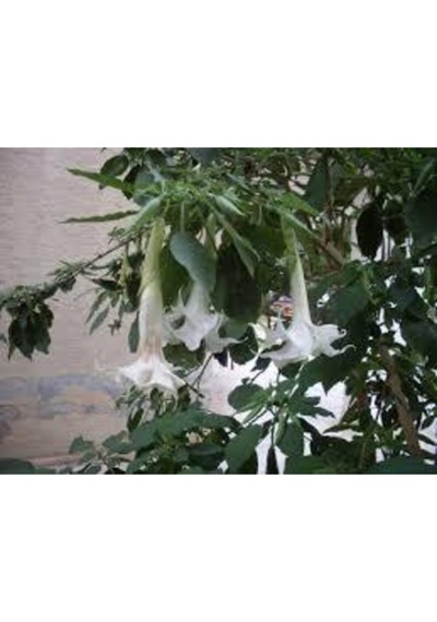 5 Adet Tohum Nadir Bulunan Beyaz Angel Trumpet Çiçeği Meleklerin Borozanı Çiçeği Sürpriz Hediye Tohu