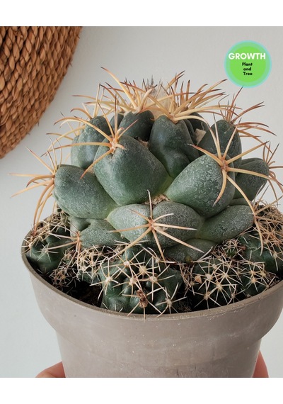 Coryphantha Cactaceae Meksika Kaktüsü 1 Adet