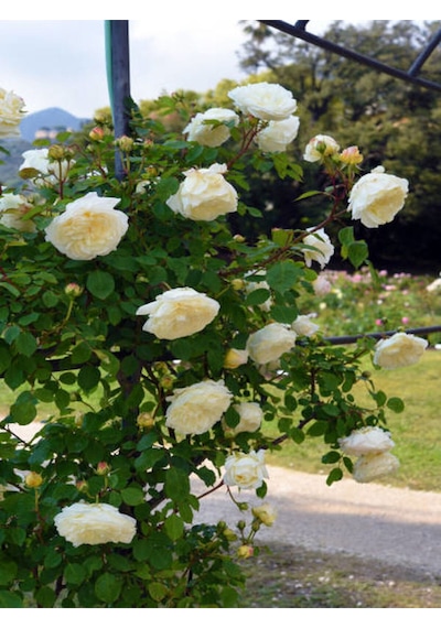 Avantajlı Sarmaşık Gül Beyaz Renkli Kokulu 90 140cm 1 Adet Saksılı Aşılı Gül White Rose