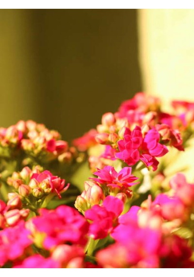 Videolu 1 Adet Pembe Renk Kalanşo Çiçeği 10-20 Cm Saksılı Çiçekli Bodur Bitkiler Kalanchoe