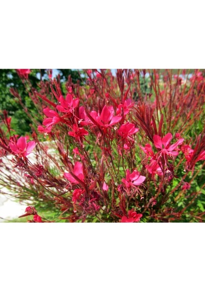 Videolu 1 Adet Kırmızı Gaura Fidanı 30-60 Cm Saksılı Çiçekli Bodur Bitkiler Gaura Lindheimeri
