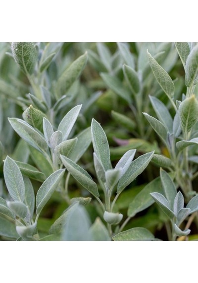 Kokulu Şalba Fidanı Salvia Adaçayı 15-25 Cm