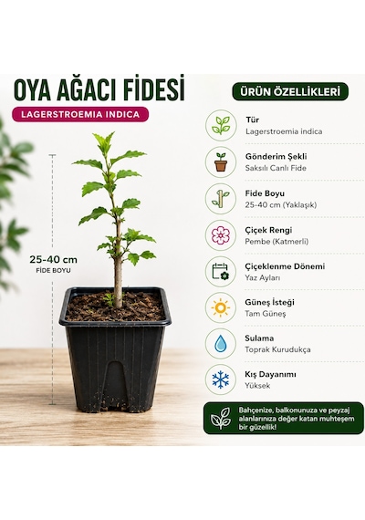 Oya Ağacı Fidesi Lagerstroemia Indica Saksılı Canlı Fide 25-40 Cm Yaz Boyu Çiçekli 1 Adet
