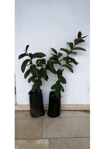 Tüplü Fidan Guava Fidanı