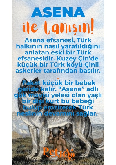 Petjoo 25.Asena Turuncu-Mavi Qr'lı Köpek Künyesi