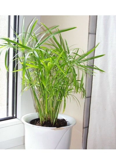 Japon Şemsiyesi - Cyperus Alternifolius 20-40 cm