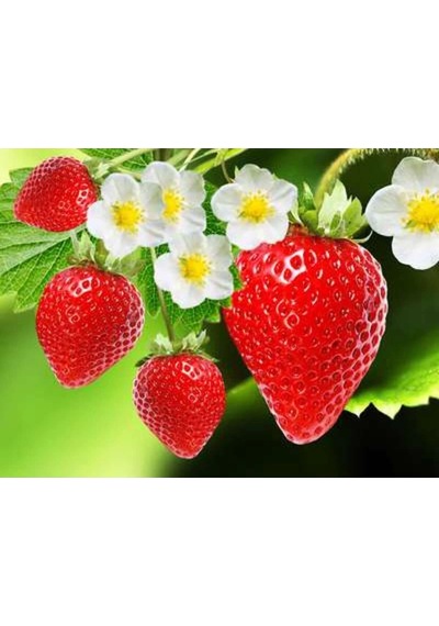 Strawberry Flavored Massage Oil 50ml Çilek Aromalı Masaj Yağı 2 Adet
