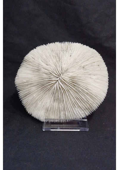 Mantar Mercan Dekoratif Parça Mushroom Coral 9dm