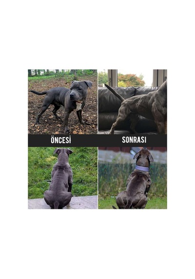 Bulky + Power Protein Köpekler İçin Kas Kütlesi Geliştirici Besin Takviyesi 368 Gr. X 2 Adet