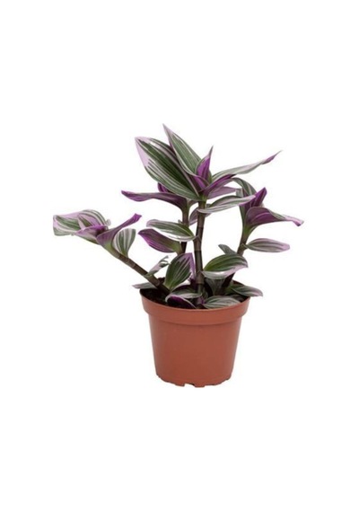 Tradescantia Nanouk Pembe Telgraf Çiçeği 10-20 Cm