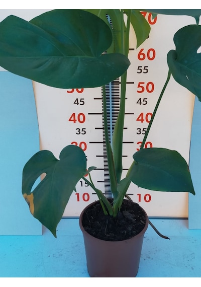 Deve Tabanı-monstera Deliciosa 40-60 Cm