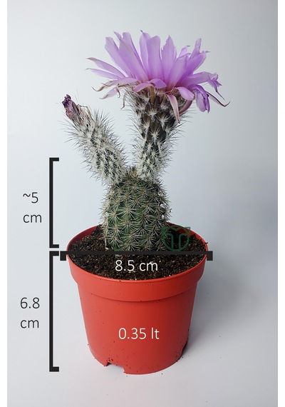 Echinocereus Pectinatus Dekoratif Ve Dayanıklı Kaktüs Çicekli