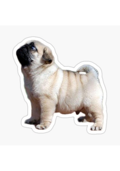 Pug Yavru Cinsi Köpek Sticker Araba Oto Yapıştırması 17Cm A5