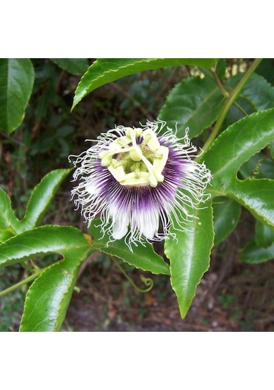 Tüplü Pasiflora Edulis Maruçya Maracuya Fidanı