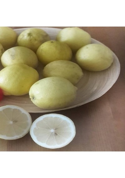 Tüplü Yoğun Kokulu Finike Beyaz Limon  Fidanı