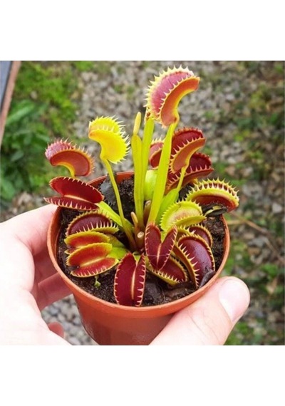 Venus Fly Trap Tohumu 5 Adet Tohum Etçil Bitki Etobur Bitki Sinek Kapan