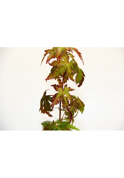 Bonsai Japon Akçaağacı Acer Palmatum Saydam Saksıda