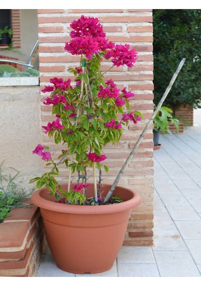 Videolu Pembe Begonvil 50 70 Cm 1 Adet Saksılı/ Tüplü Çiçekli Bitki Bougainvillea