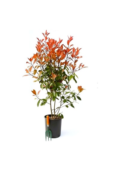 Videolu 1 Adet Alev Çalısı Çiçeği Fidanı 40-60cm Saksılı Burning Bush