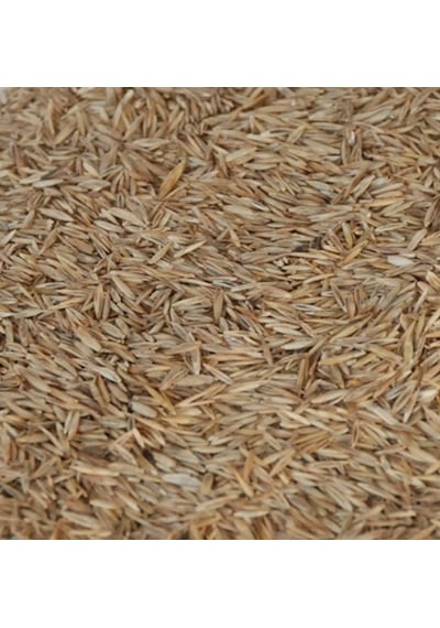 Aktar Store Çim Tohumu 1 Kg