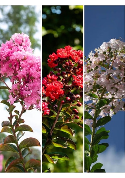 Videolu Beyaz Kırmızı Pembe Renkli Oya Ağacı 30 50 Cm 3 Adet Dış Mekan Ağaç Lagerstroemia Indica