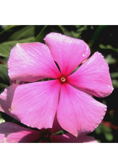Vinca Little Pinkie Rozet Çiçeği Tohumu 20 Tohum