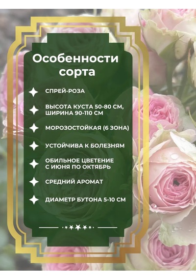 Dream Roses Mimmi Eden Gül Fidesi 159488808