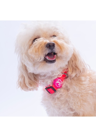 Neon Pembe Köpek Boyun Tasması Ayarlanabilir Köpek Tasması M