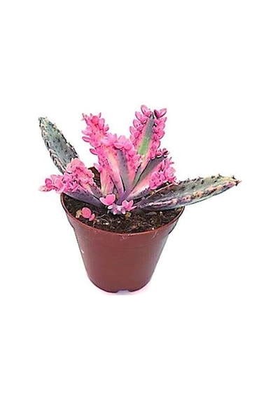 Serada Decor&plant Aşkın Gözyaşı Pembe