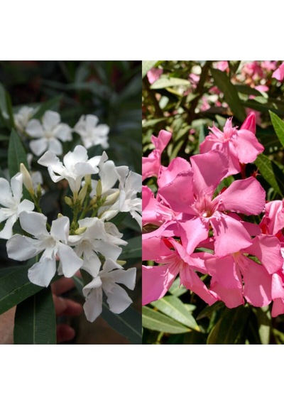 Videolu Beyaz Ve Pembe Renkli 3 Adet Uzun Boylu Zakkum Fidanı Tüplü 40-85cm Oleander Sapling