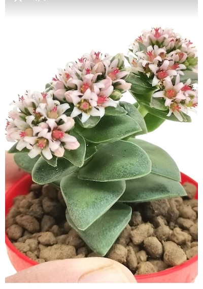 Kalp Hoya Mum Iç Mekan Sukulent Pembe Minik Boy 5.5cm Şuan Çiçeksizdir