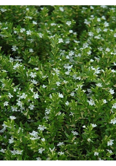 Serada Decor Plant Kufeya Cennet Çiçeği Beyaz - Cuphea Hyssopifolia 20-30cm İç Mekan Bitkileri